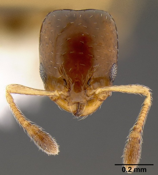 File:Xenomyrmex floridanus casent0106053 head 2.jpg