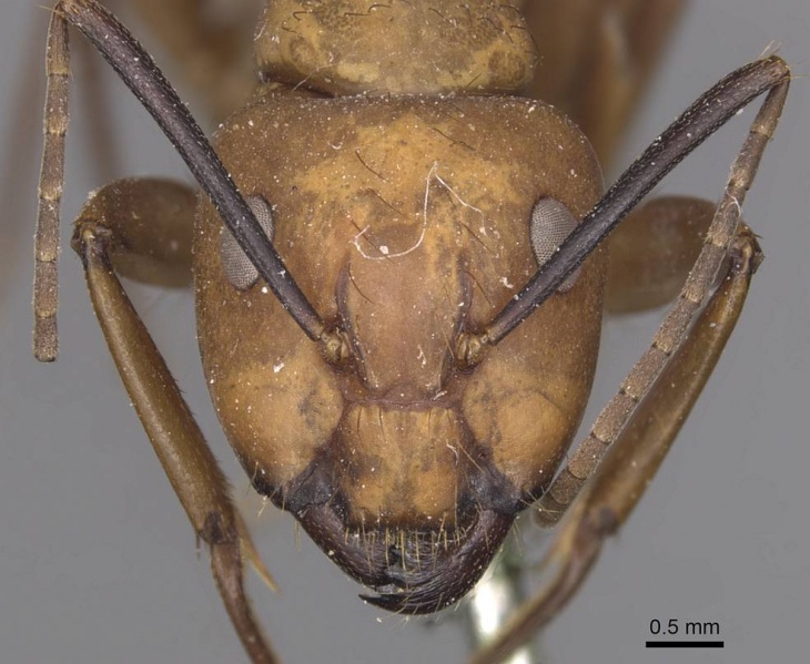 File:Camponotus fuscocinctus casent0905259 h 1 high.jpg