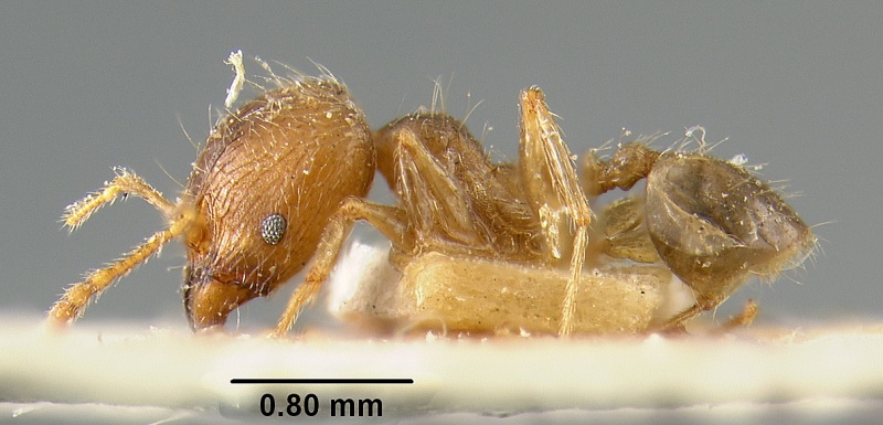 File:MCZ-ENT00020653 Pheidole squalida hal.jpg