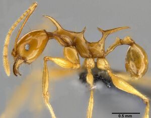 Pheidole viserion casent0282331 p 1 high.jpg