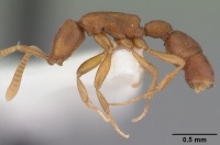 Probolomyrmex procne casent0101988 profile 1.jpg