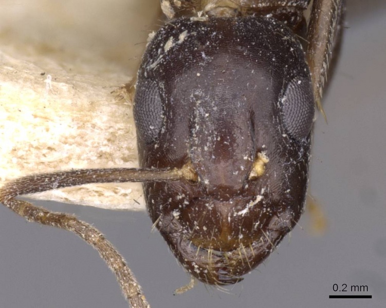 File:Camponotus barbatus casent0910134 h 1 high.jpg