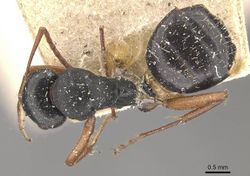 Camponotus scalaris casent0910463 d 1 high.jpg