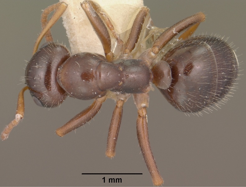 File:Formica lasioides casent0102797 dorsal 1.jpg