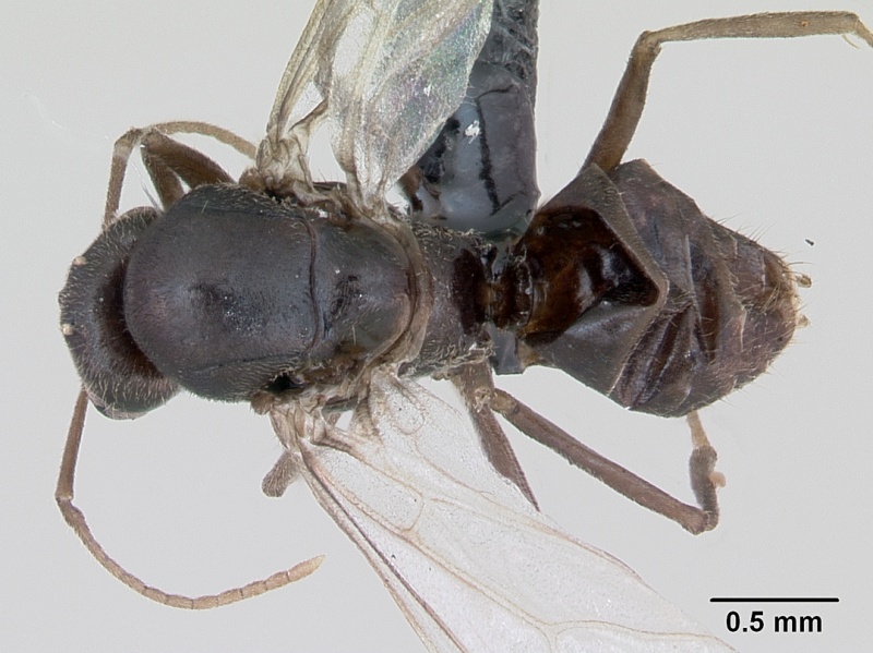 File:Lasius platythorax casent0172769 dorsal 1.jpg