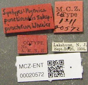 MCZ-ENT00020572 Myrmica punctiventris subsp. pinetorum lbs.jpg