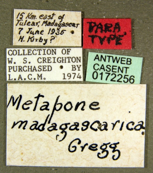 File:Metapone madagascarica casent0172256 label 1.jpg