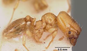 Pheidole lamia casent0104664 profile 1.jpg