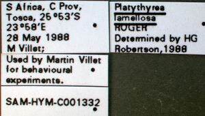 Platythyrea lamellosa sam-hym-c001332b label 1.jpg