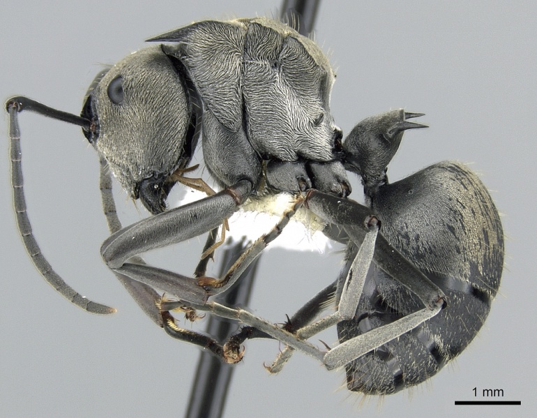 File:Polyrhachis foreli casent0281394 p 1 high.jpg