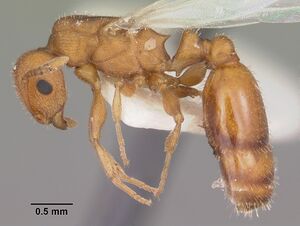 Temnothorax bradleyi casent0104014 profile 1.jpg