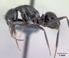 Camponotus aethiops casent0179459 p 1 high.jpg