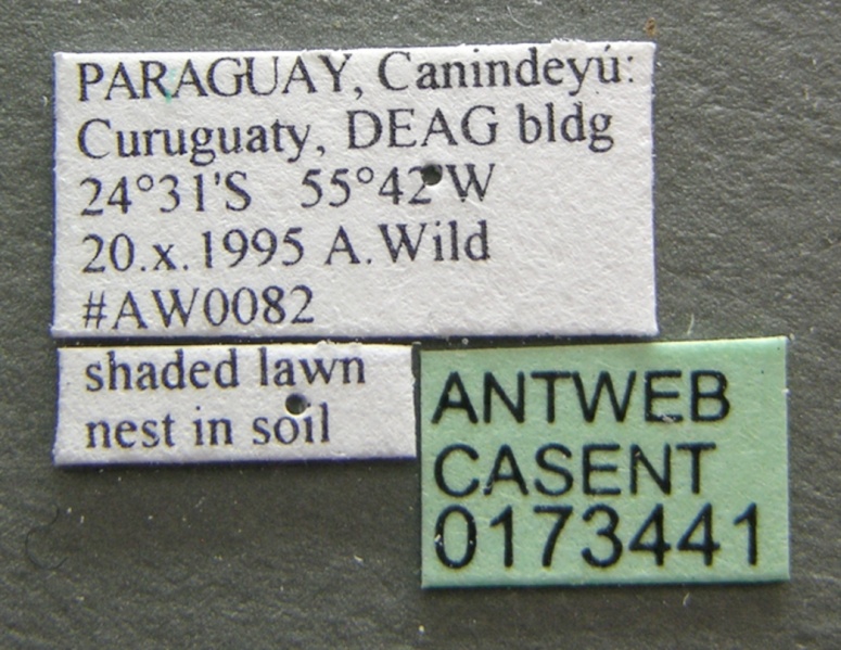 File:Camponotus renggeri casent0173441 label 1.jpg