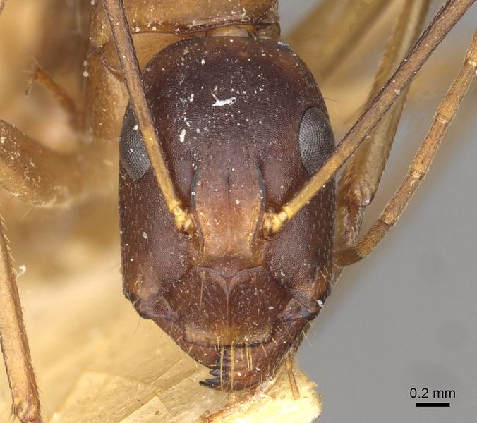 File:Camponotus thoracicus casent0910252 h 1 high.jpg