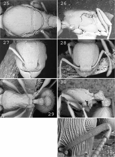 File:Csosz et al. 2007 Tetramorium Fig 25-31.jpg