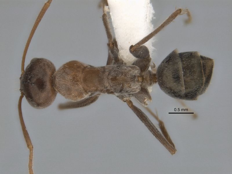 File:Melophorus curtus minor top ANIC32-900019.jpg