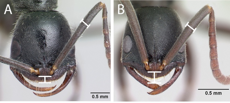 File:Rakotonirina and Fisher 2014 Fig. 13.jpg