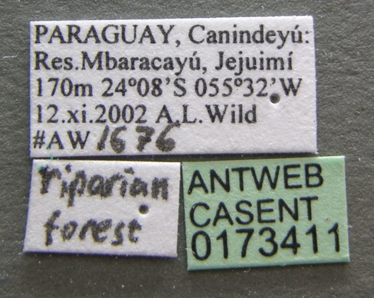 File:Camponotus depressus casent0173411 label 1.jpg