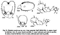 Pheidole tenebricosa.jpg