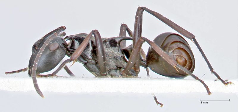 File:Polyrhachis tersa focol2613 p 1 high.jpg