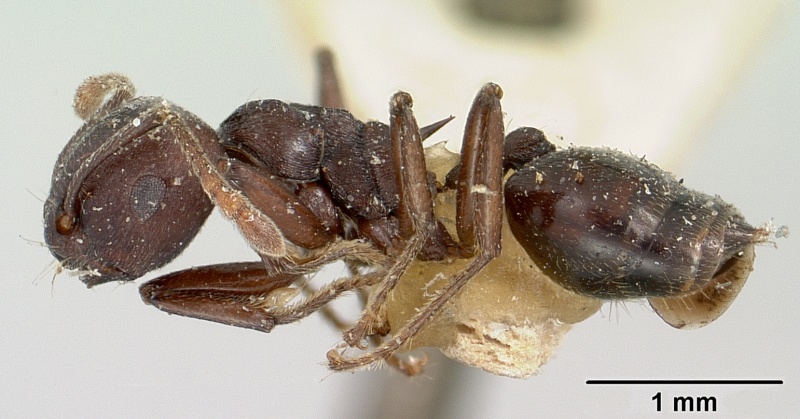 File:Crematogaster schencki casent0101748 profile 1.jpg