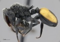 MCZ ENT Cephalotes unimaculatus 002 hal 2.jpg