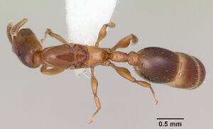 Nesomyrmex minutus casent0103115 d 1 high.jpg