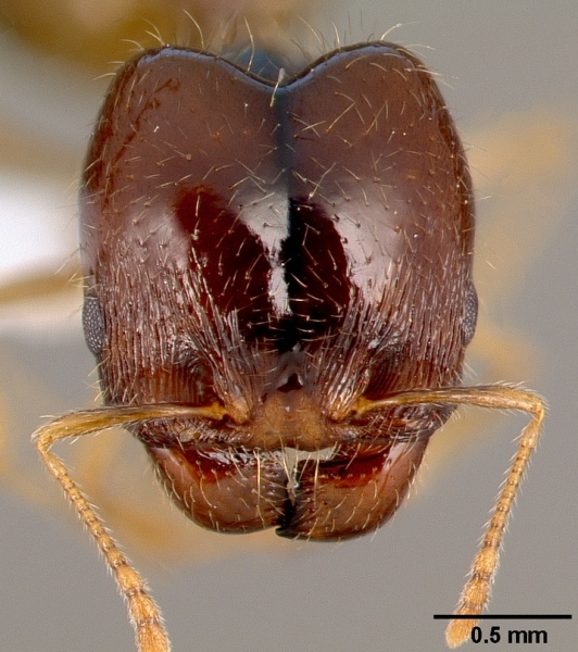 File:Pheidole barbata casent0005747 head 1.jpg