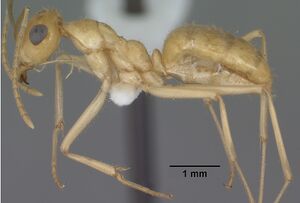 Myrmecocystus navajo casent0102816 profile 1.jpg