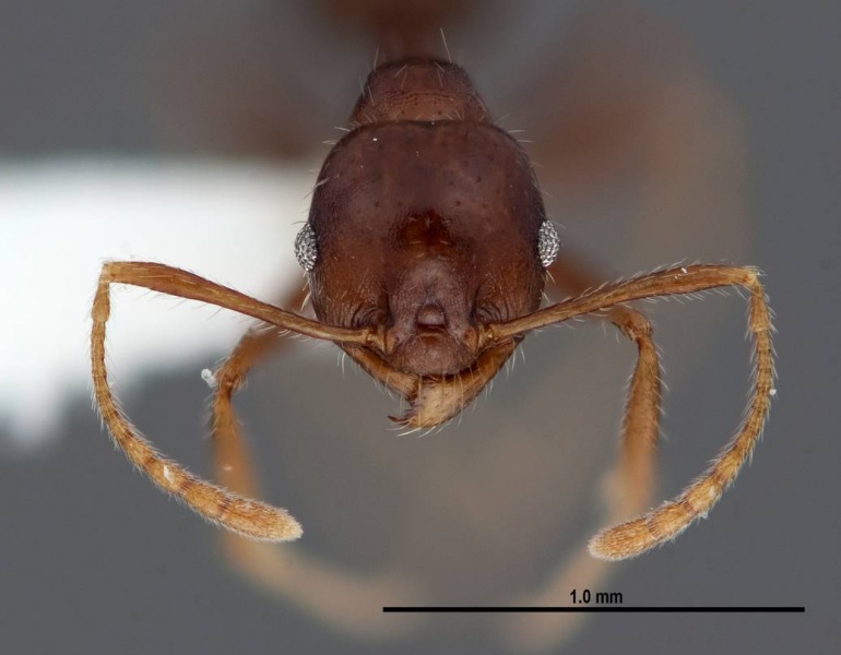 File:Pheidole dwyeri fmnhins0000083048 h 1 high.jpg