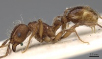 Tetramorium yerburyi casent0280880 p 1 high.jpg