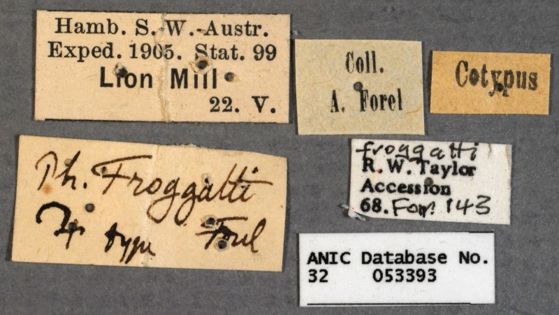 File:Anisopheidole froggatti syntype ANIC32-053393 labels-Antwiki.jpg