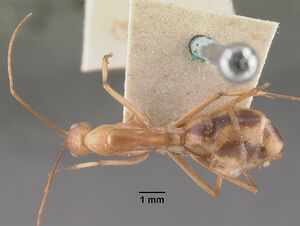 Camponotus maculatus casent0101353 dorsal 1.jpg