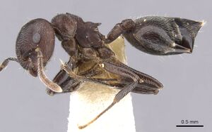 Crematogaster buchneri casent0902075 p 1 high.jpg