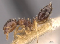 Crematogaster muralti casent0908359 p 1 high.jpg