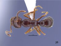 Myopias sakaeratensis F35 holotype THNHM-I-00291.jpg