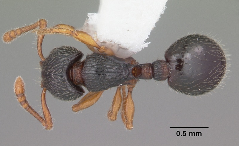 File:Myrmecina americana casent0104118 dorsal 1.jpg