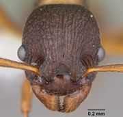 Myrmica alaskensis casent0104830 head 1.jpg