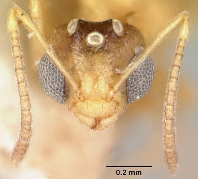 File:Plagiolepis exigua casent0101301 head 2.jpg