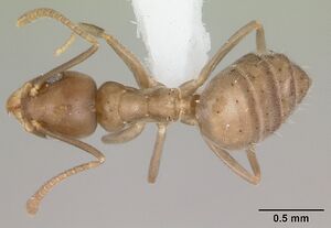 Technomyrmex difficilis casent0419194 dorsal 1.jpg