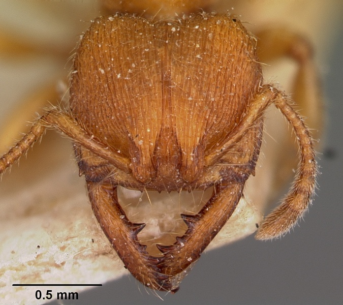 File:Amblyopone longidens casent0104577 head 1.jpg