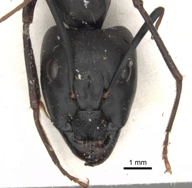 File:Camponotus sinaiticus casent0281013 h 1 high.jpg