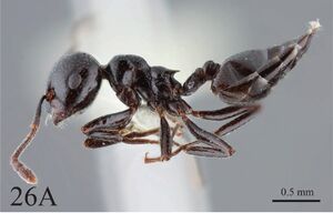 Crematogaster aberrans F26a.jpg