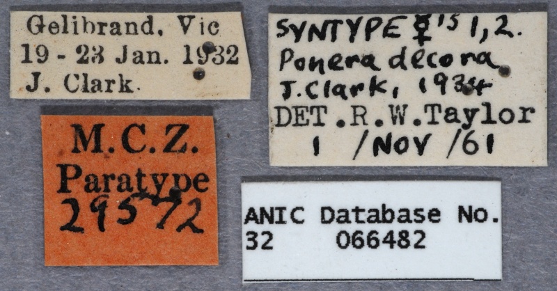 File:Hypoponera decora syntype ANIC32-066482 labels-Antwiki.jpg