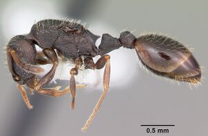 Leptothorax crassipilis casent0104821 profile 1.jpg