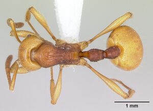 Monomorium aureorugosum casent0172919 dorsal 1.jpg