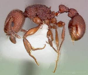 Pogonomyrmex imberbiculus casent0005713 profile 1.jpg