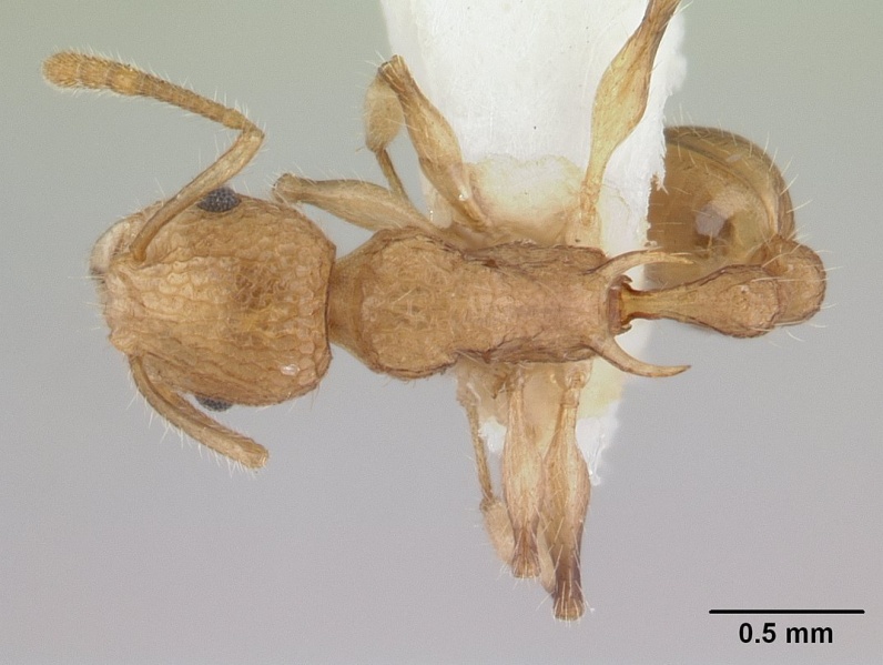 File:Vombisidris philax casent0178736 dorsal 1.jpg