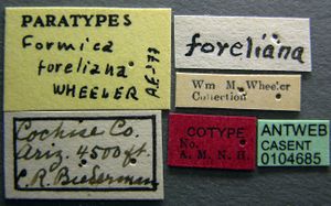 Formica foreliana casent0104685 label 1.jpg