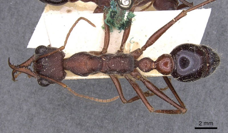 File:Myrmecia brevinoda casent0907079 d 1 high.jpg